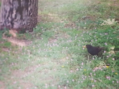 Turdus merula