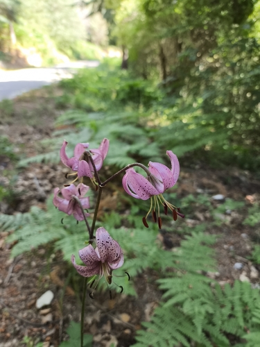 Martagon Lily