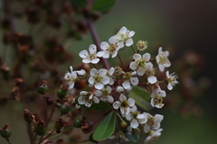 Spiraea prunifolia pseudoprunifolia