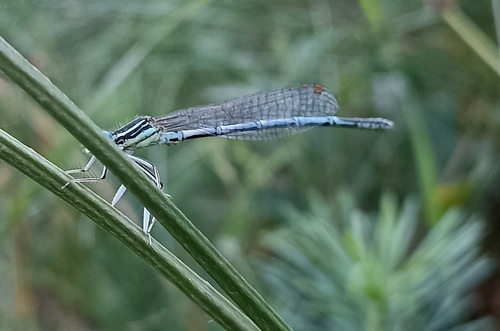 Blue Featherleg