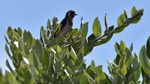 European Goldfinch