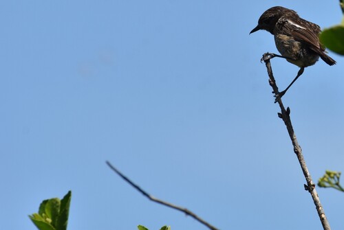 European Stonechat