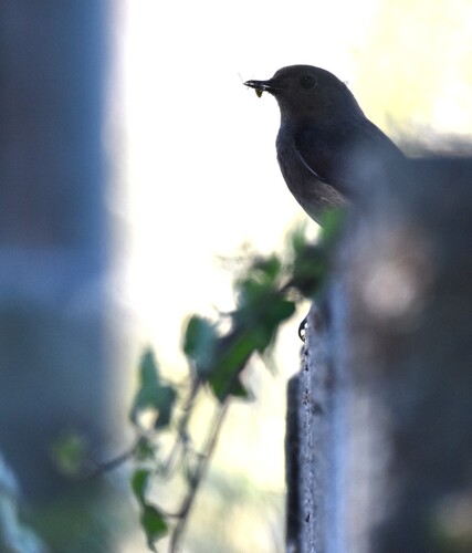 Black Redstart
