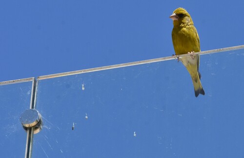 European Greenfinch