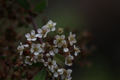 Spiraea prunifolia pseudoprunifolia