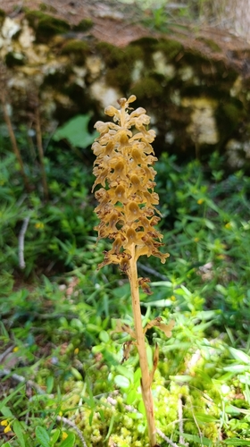bird's-nest orchid