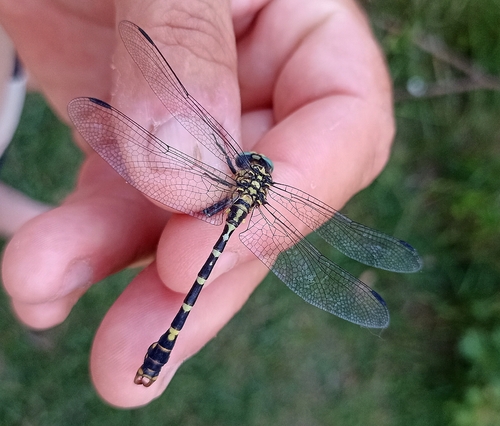 Small Pincertail