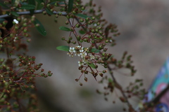 Spiraea prunifolia pseudoprunifolia