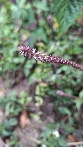 Devil's Horsewhip