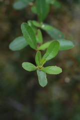 Spiraea prunifolia pseudoprunifolia