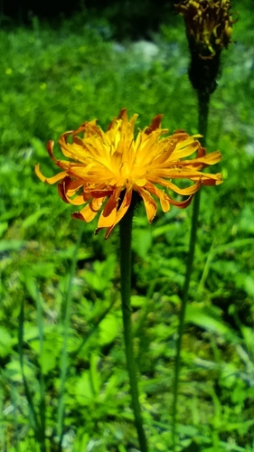 Golden Hawksbeard