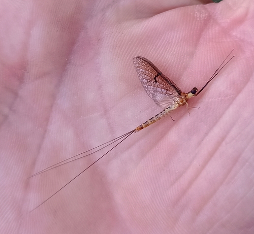 Striped Mayfly