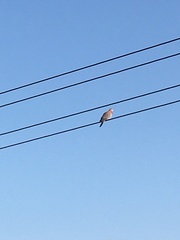 Streptopelia senegalensis senegalensis