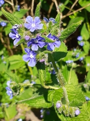 Pentaglottis sempervirens