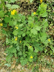 Chelidonium majus
