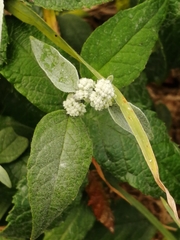 Buddleja auriculata
