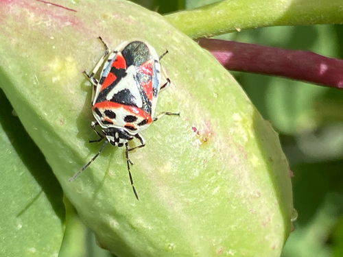 red cabbage bug