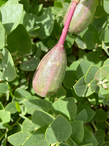 Caper Bush