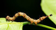 Lepidoptera