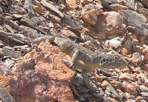 Bibron's Agama