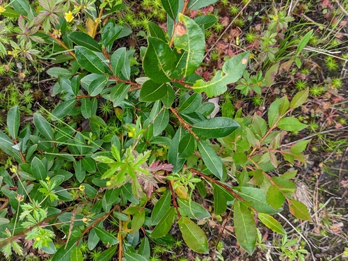Salix phylicifolia