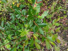 Salix phylicifolia
