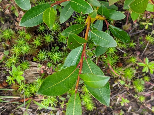 Salix phylicifolia, photograph 1