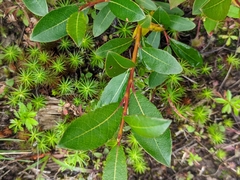 Salix phylicifolia, photograph (c) Марина Давлетшина, some rights reserved (CC BY)