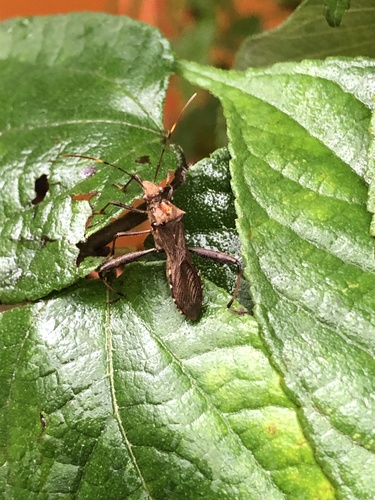 Riptortus pedestris