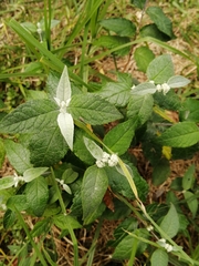 Buddleja auriculata