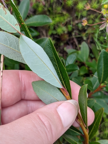 Salix phylicifolia, photograph 2