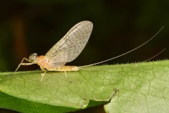 Maccaffertium mediopunctatum arwini