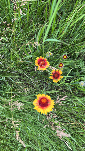 great blanketflower