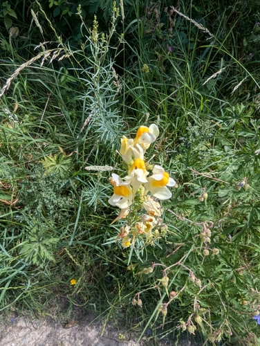 common toadflax