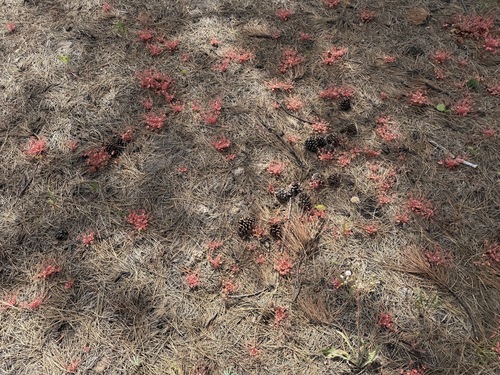 Claytonia rubra, photograph 3