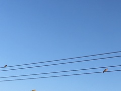 Streptopelia senegalensis senegalensis