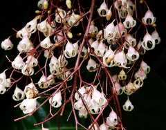 Sterculia monosperma