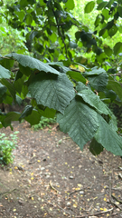 common hazel