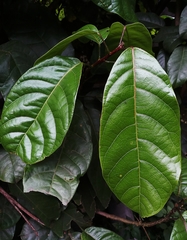 Sterculia monosperma