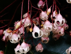 Sterculia monosperma