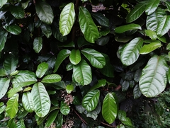 Sterculia monosperma