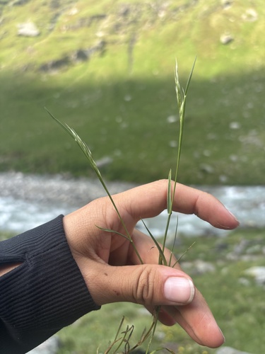 Acrospelion distichophyllum observed 2026-06-28