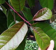 Sterculia monosperma