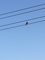 Streptopelia senegalensis senegalensis