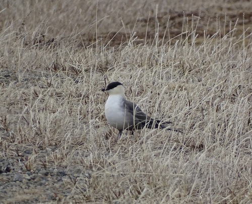 Long-tailed Jaeger (Stercorarius longicaudus), photo 9