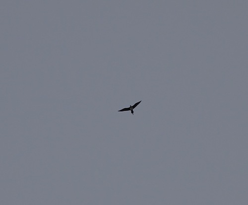 Long-tailed Jaeger (Stercorarius longicaudus), photo 10