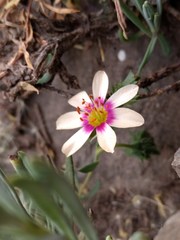 Montiopsis andicola