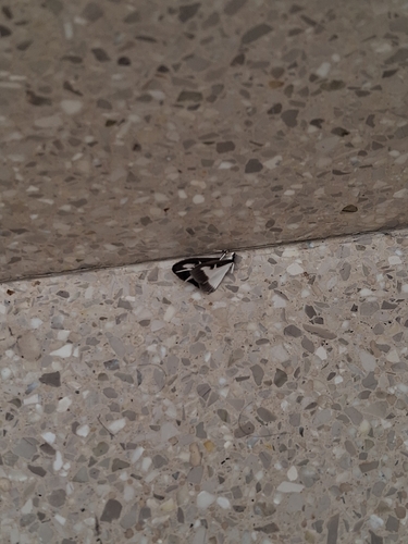 Box Tree Moth