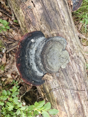 Red-banded Polypore