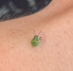 Green Shield Bug